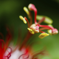 Buy canvas prints of Macro photograph of a passiflora flower by Zoe Ferrie