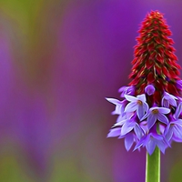 Buy canvas prints of Primula Vialii (Chinese Pagoda Primrose) by Zoe Ferrie