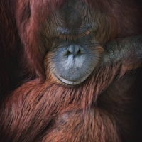 Buy canvas prints of Portrait of an orangutan by Zoe Ferrie