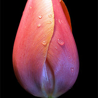 Buy canvas prints of Tulip with droplets by Brian  Raggatt