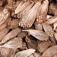 Buy canvas prints of Dried herbs in sepia by Brian  Raggatt