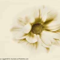 Buy canvas prints of Flower in sepia by Brian  Raggatt
