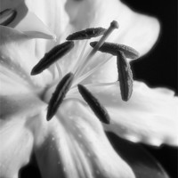 Buy canvas prints of Lily  white macro by Brian  Raggatt