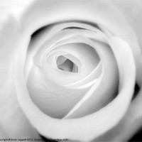 Buy canvas prints of White Rose BW by Brian  Raggatt