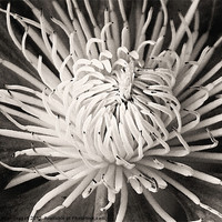 Buy canvas prints of Clematis Sepia by Brian  Raggatt
