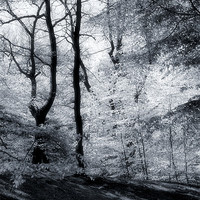 Buy canvas prints of Autumn Leaf Release by Brian  Raggatt