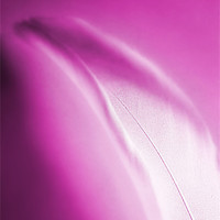 Buy canvas prints of Dreamy Pink Feather by Brian  Raggatt