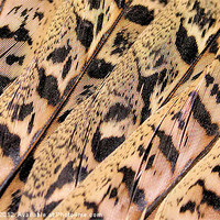Buy canvas prints of Pheasant Feathers abstract by Brian  Raggatt