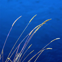 Buy canvas prints of Blue Grass Evenings by Brian  Raggatt