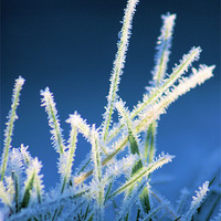 Buy canvas prints of Winter Grass by Brian  Raggatt