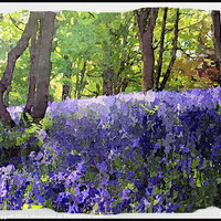 Buy canvas prints of Blue Bell Glen Water Colour by Brian  Raggatt