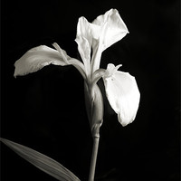 Buy canvas prints of Wild Orchid on Black by Brian  Raggatt