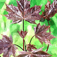 Buy canvas prints of Forest foliage watercolour by Brian  Raggatt
