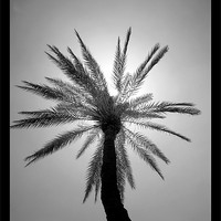 Buy canvas prints of The Palm Tree by Brian  Raggatt
