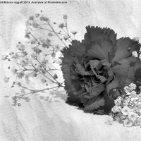 Buy canvas prints of Black Carnation by Brian  Raggatt