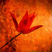 Buy canvas prints of Little Red Tulip by Brian  Raggatt