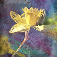 Buy canvas prints of Daffodil by Brian  Raggatt