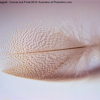 Buy canvas prints of Duck feather by Brian  Raggatt