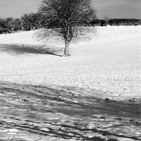 Buy canvas prints of Tree on snow hill by Brian  Raggatt