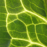 Buy canvas prints of Abstract Leaf Vein macro by Brian  Raggatt