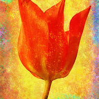 Buy canvas prints of Textured Tulip by Brian  Raggatt