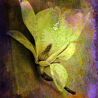 Buy canvas prints of Textured Flower by Brian  Raggatt