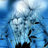 Buy canvas prints of Dandelion Seed Abstract by Brian  Raggatt
