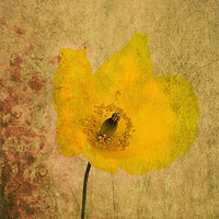 Buy canvas prints of Antique Yellow Flower by Brian  Raggatt