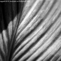 Buy canvas prints of Leaf in Black and White by Brian  Raggatt