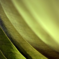 Buy canvas prints of Abstract Leaf by Brian  Raggatt