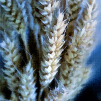 Buy canvas prints of Dried Wheat Heads Bunch in Pastel by Brian  Raggatt