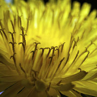 Buy canvas prints of Dandelion Flower  macro by Brian  Raggatt