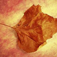 Buy canvas prints of Autumn Cometh by Brian  Raggatt