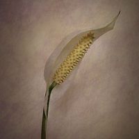 Buy canvas prints of Peace for Lily by Brian  Raggatt
