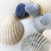 Buy canvas prints of Just Sea Shells by Brian  Raggatt