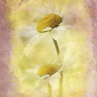 Buy canvas prints of Daisy Delight by Brian  Raggatt