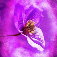 Buy canvas prints of Little Clematis by Brian  Raggatt