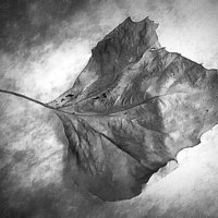 Buy canvas prints of Fall Leaf by Brian  Raggatt