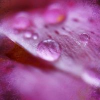 Buy canvas prints of Water Droplets by Brian  Raggatt