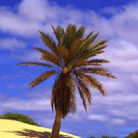Buy canvas prints of Tropical Island Palm Tree by Brian  Raggatt