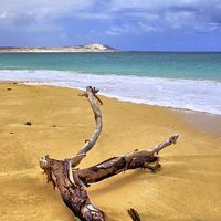 Buy canvas prints of Island Beach Driftwood by Brian  Raggatt