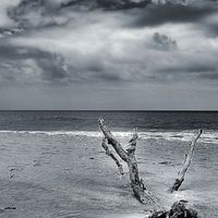 Buy canvas prints of Desert Island Driftwood BW by Brian  Raggatt