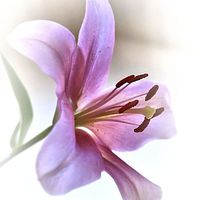 Buy canvas prints of Pink Lily by Brian  Raggatt
