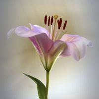 Buy canvas prints of Lily The Pink by Brian  Raggatt