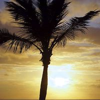 Buy canvas prints of Tropical Sunrise Palm Silhouette by Brian  Raggatt