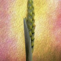Buy canvas prints of Still Life grass seeds by Brian  Raggatt