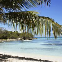 Buy canvas prints of Tropical Island Beach palm tree by Brian  Raggatt
