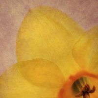 Buy canvas prints of Textured Daffodil by Brian  Raggatt