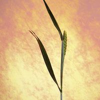 Buy canvas prints of  Grass still life by Brian  Raggatt