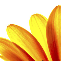 Buy canvas prints of  Yellow daisy Petals Macro by Brian  Raggatt